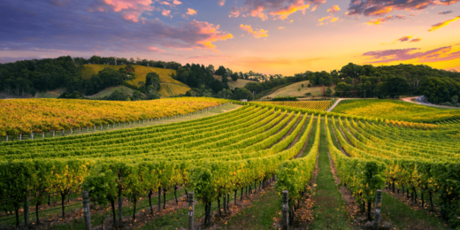 Gastronomie et vignobles du Roussillon