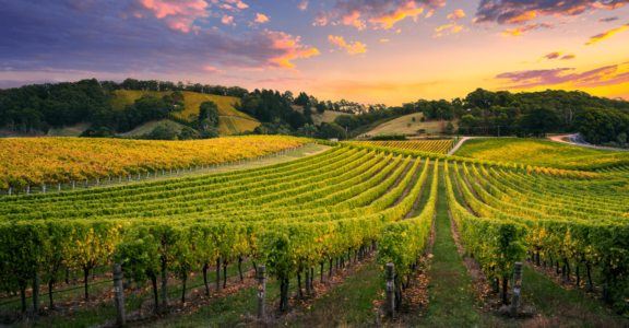 Gastronomie et vignobles du Roussillon