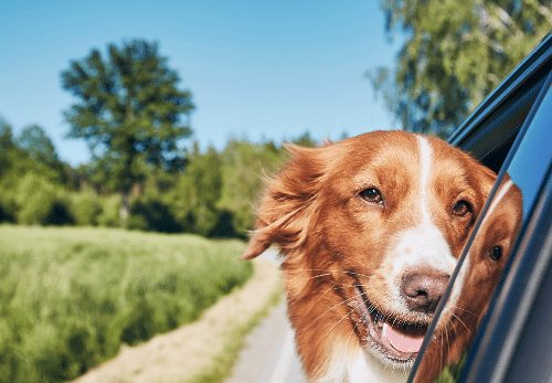 Unforgettable holidays with your pet