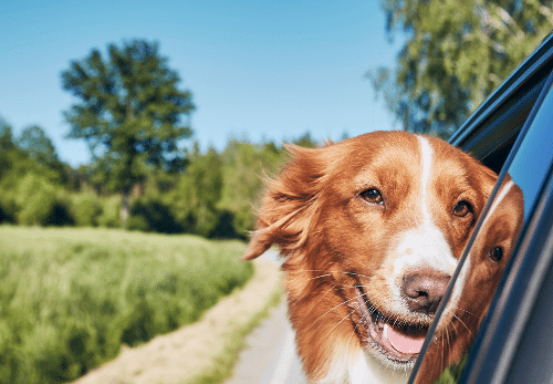 Des vacances inoubliables avec votre animal de compagnie