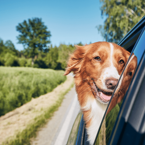 Des&#x20;vacances&#x20;inoubliables&#x20;avec&#x20;votre&#x20;animal&#x20;de&#x20;compagnie